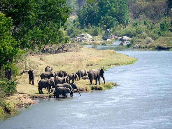 Mkulumadzi - Wildlife 