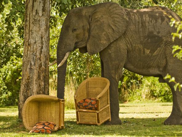 Kasaka River Lodge - Wildlife 