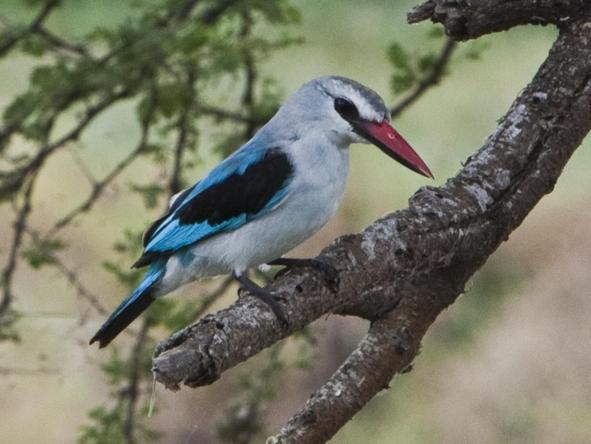 Oliver's Camp - Birdlife 