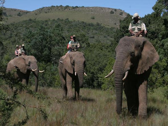 Elephant Safari Lodge - Elephant Back Safari