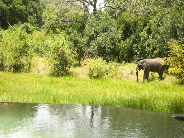 Nkwali - Wildlife 