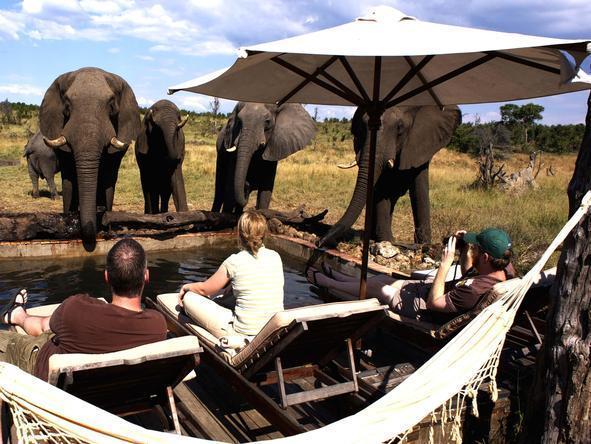 Somalisa Camp - Elephants 
