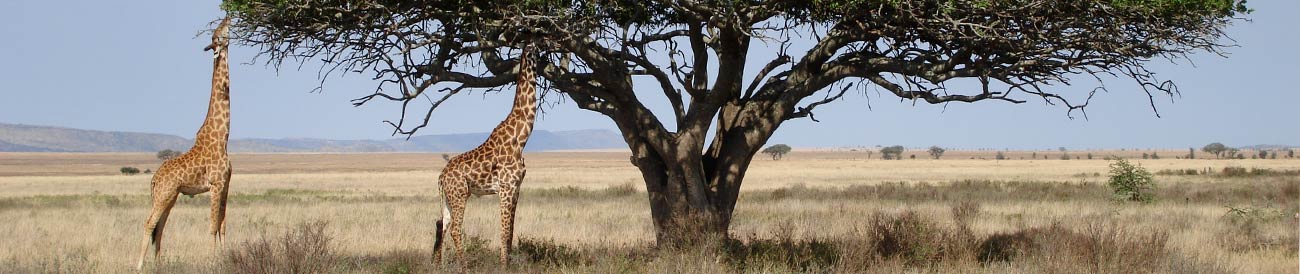 Affordable Tanzania Simba Safari
