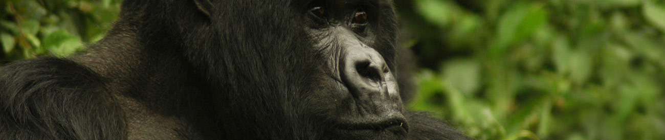 Exciting Gorilla Encounter