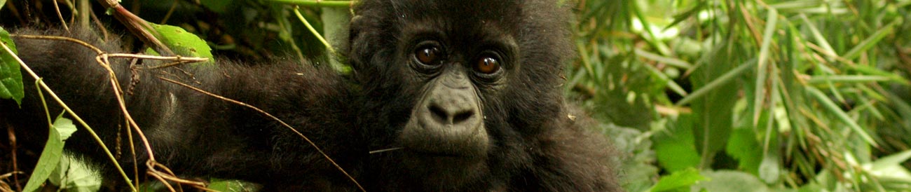 Amazing Rwanda Gorilla Adventure