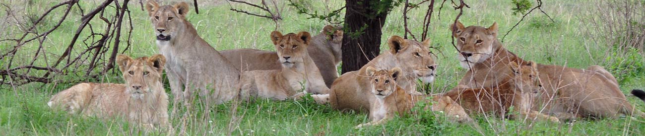 Affordable Tanzania Kifaru Safari