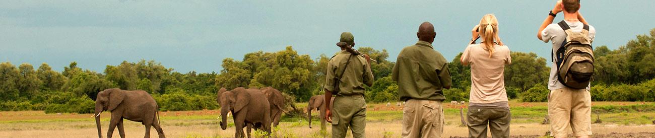 Affordable South Luangwa Bush Safari