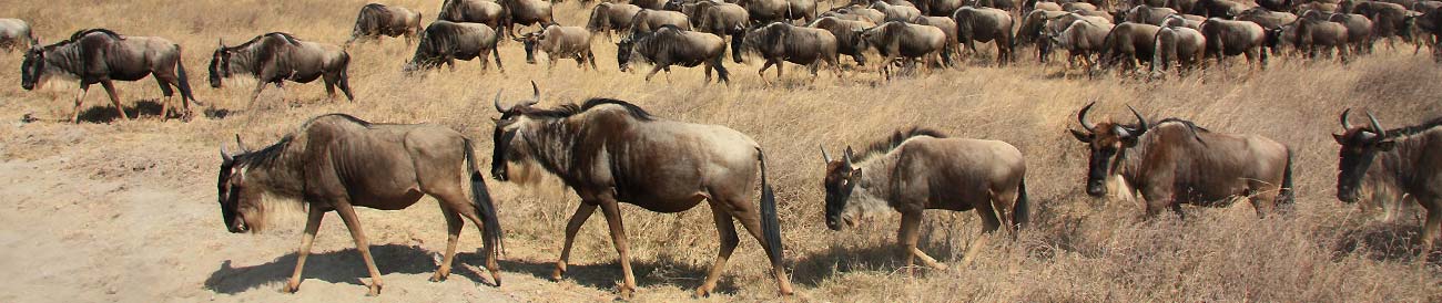 East African Adventure