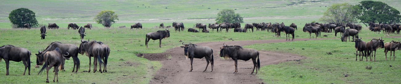 Tanzania Parks & Zanzibar Adventure