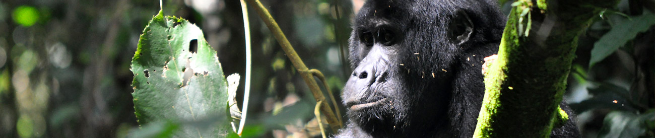 Amazing Apes Safari