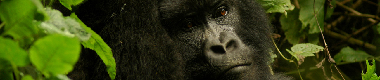 Fly-In Gorilla Safari