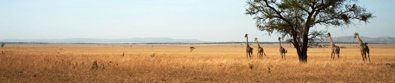 Classic Tanzania & Zanzibar Safari
