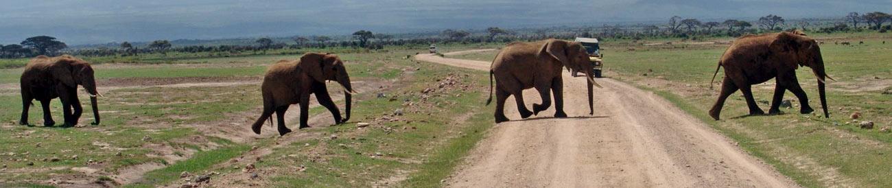 Amboseli & Mara Wilderness Safari