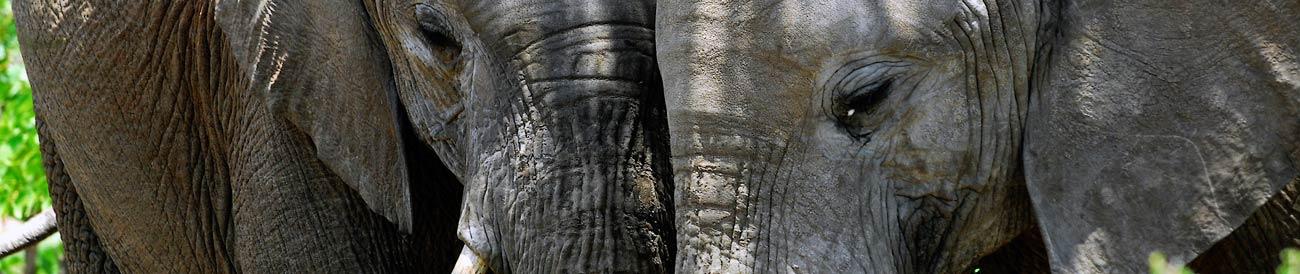 Big 5 Safaris - meet Africa's most famous animals - lion, elephant, rhino, buffalo and leopard - in a top Big 5 game reserve.