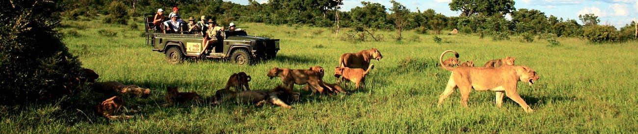 Mala Mala - experience the ultimate in Big 5 safaris with Mala Mala and Go2Africa.