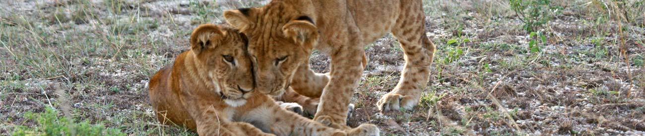 Classic Northern Tanzania Sojourn