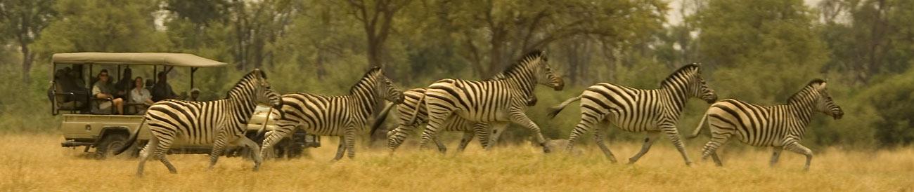 Vic Falls & Botswana Migration Safari