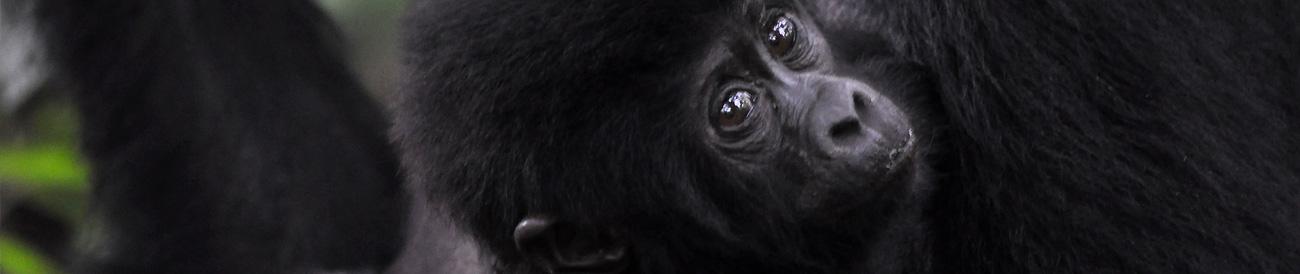 Chimp Habituation, Gorillas & Wildlife