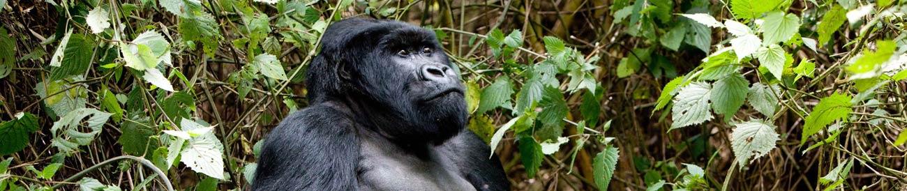 Uganda - mountain gorilla treks, big game safaris and bird watching, this country delivers a unique wildlife experience.