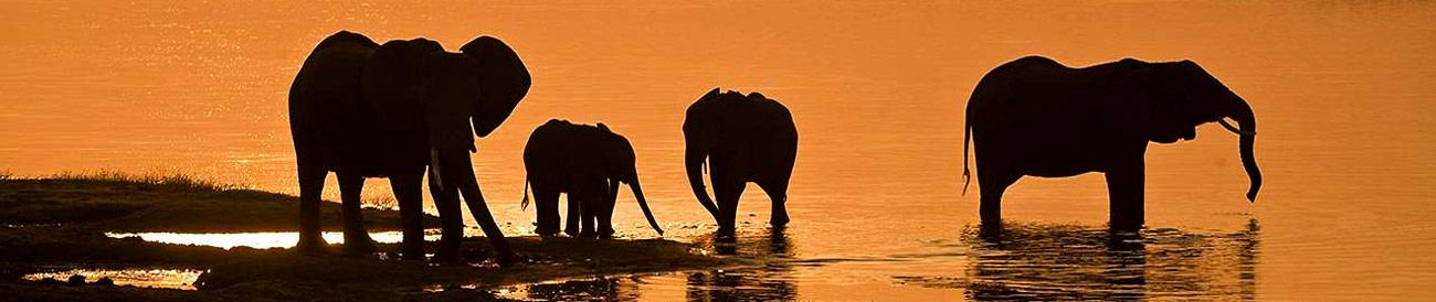 Chobe - from the massed elephant herds of the Chobe River to the predators of Savute, Botswana's heavyweight park delivers every time.