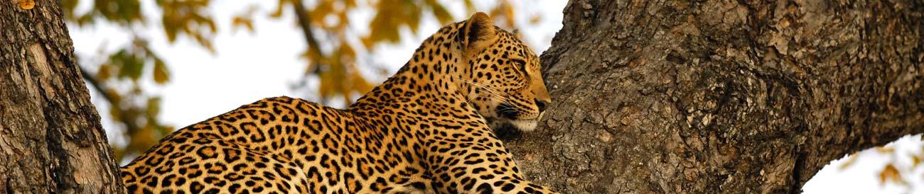 Kruger - South Africa's top Big 5 destination offers incredible safari experiences in its private reserves and concessions.