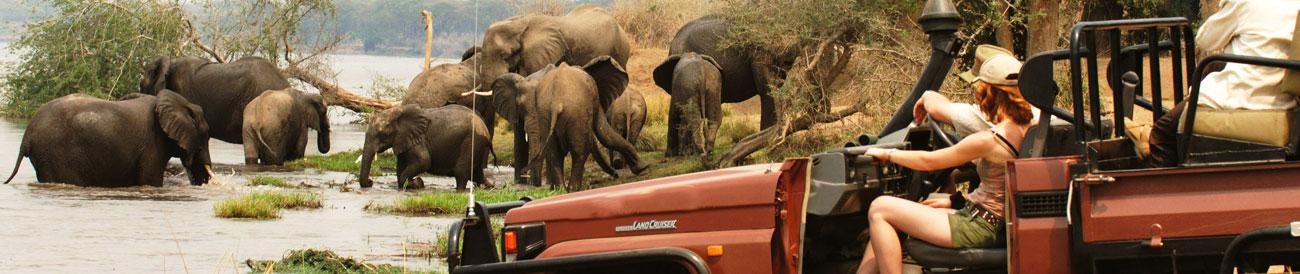 Africa Safari Guide - know where to go when, plus travel tips and advice for any African safari vacation.