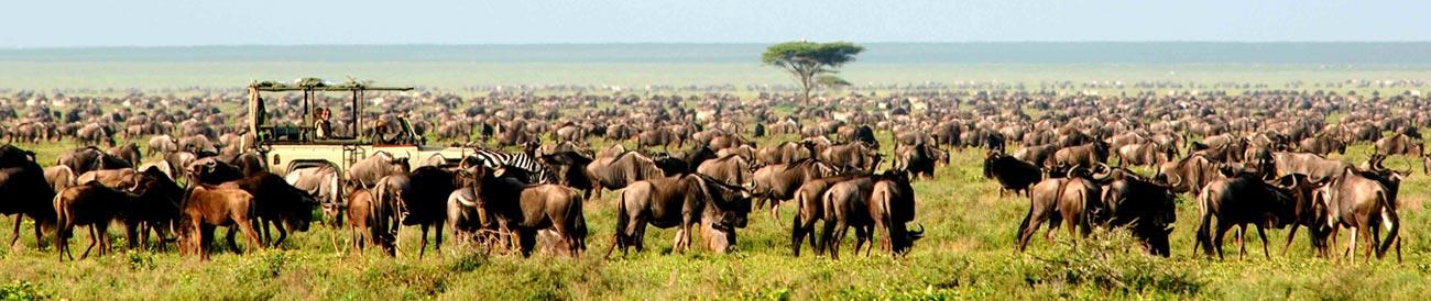 Serengeti - this year-round safari destination is also home to the annual wildebeest migration - one of Nature's greatest spectacles.