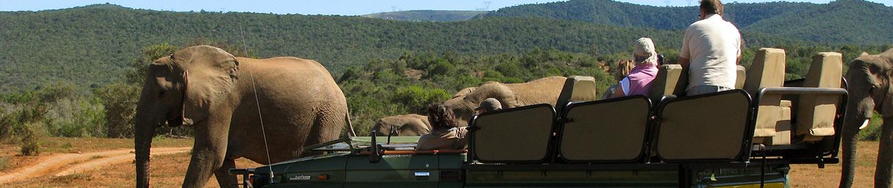 Family Garden Route & Safari