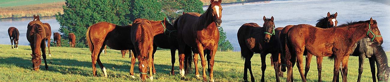 South African Midlands: Spas & Scenery