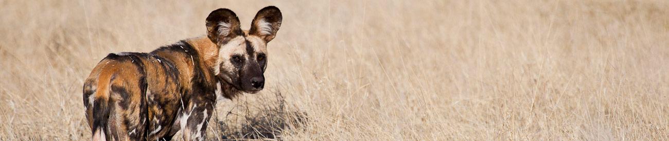 Madikwe - a Big 5 safari destination renowned for excellent sightings of the highly endangered African wild dog. 