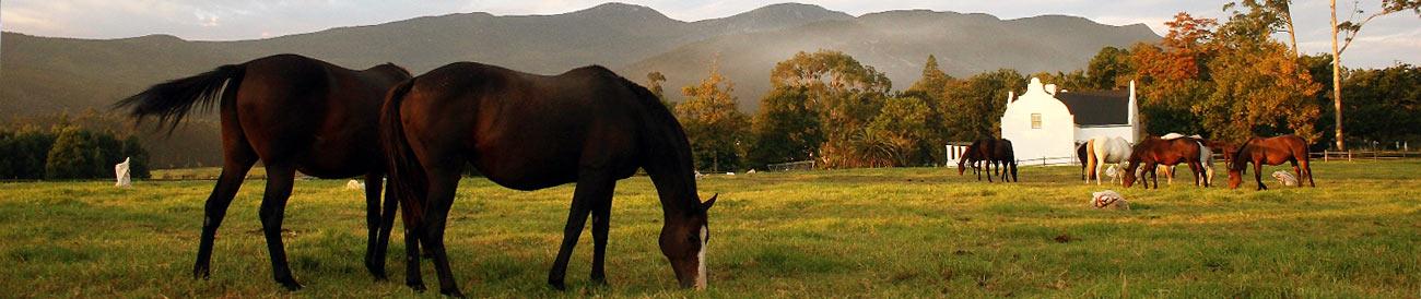 Iconic South Africa: Cape Town, Garden Route Safari