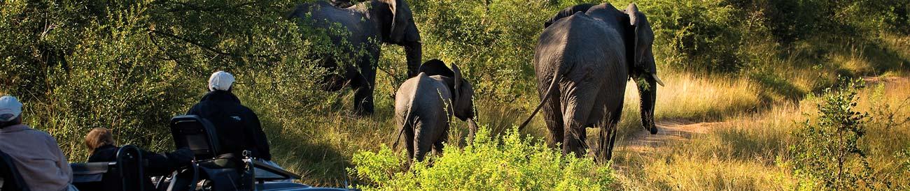 Scenic Cape Town, Winelands & Kruger Self Drive Adventure