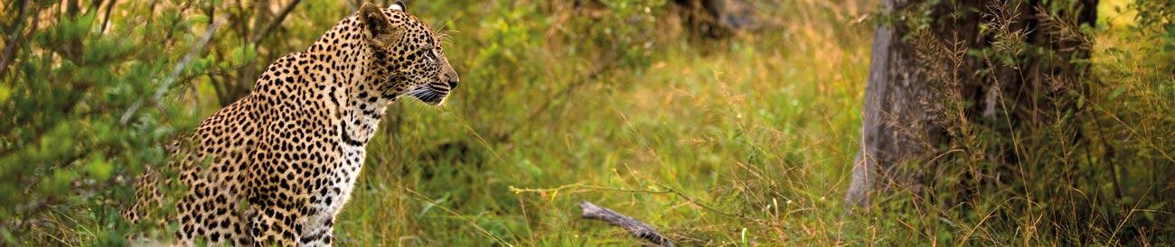 Marvellous Cape Town & Kruger