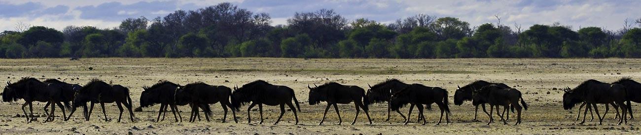 Zambia and Zimbabwe Wilderness Luxury Safari
