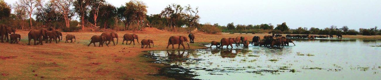 Linyanti - visit the pristine Linyanti wetlands for great game viewing, all the predators, amazing birding and huge dry-season elephant herds.