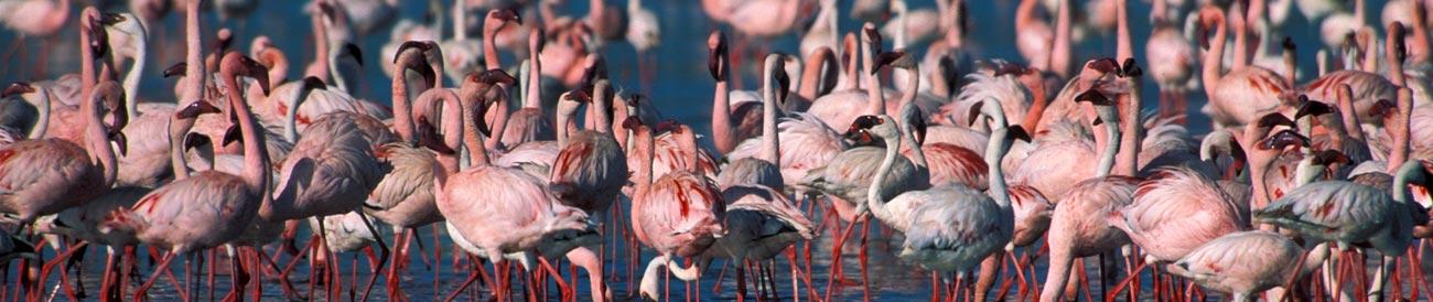 Lake Nakuru - home to tens of thousands of pink flamingos and other waterbirds, Lake Nakuru also has a great reputation for rhino sightings.