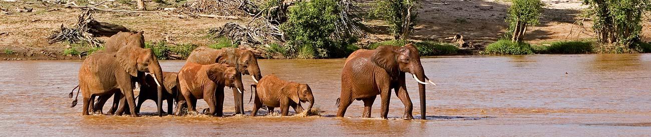 Tsavo National Park - famous for its huge dry-season elephant herds, Kenya's biggest park combines well with a beach holiday on the Indian Ocean coast.