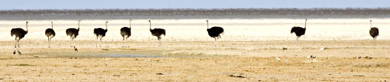 Etosha National Park - one of Southern Africa's best wildlife destinations, Etosha is home to vast herds of elephant as well as lion, cheetah, rhino and a great mix of savannah and desert animals.