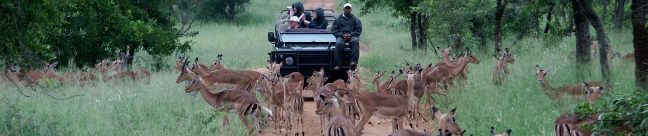 Winelands and Kruger in Luxury