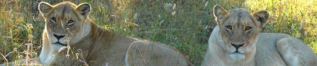 Thornybush Game Reserve - tick off the Big 5 at Thornybush and enjoy night drives and nature walks too.