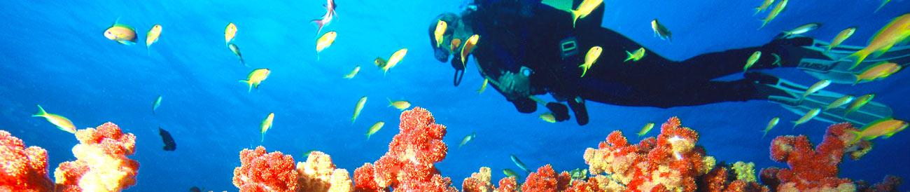 Diving Holidays - experience some of the best dive sites in the Indian Ocean: Zanzibar, the Seychelles, Mauritius and the Mozambique islands.