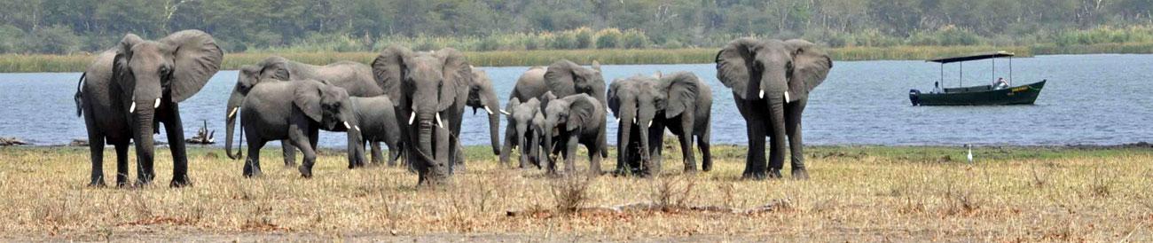 Liwonde National Park - home to large herds of elephants, Malawi's best game reserve is easily combined with a beach holiday on nearby Lake Malawi.