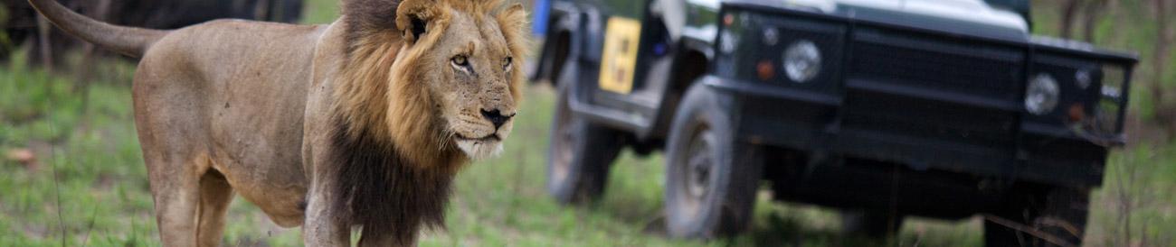 Kruger Private Reserves - encounter Africa's Big 5 on thrilling day & night game drives and enjoy incredible cuisine, service and luxury at amazing safari lodges.