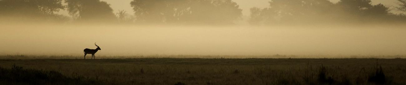 Kafue National Park - a genuine off-the-beaten-track safari destination, Kafue offers a unique game viewing experience for the seasoned safari goer.