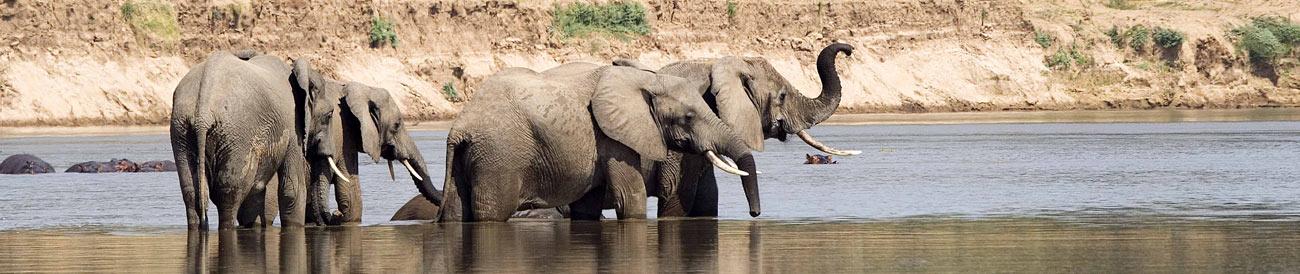 South Luangwa National Park - home to Africa's best guided walking safaris, the South Luangwa's dry-season game viewing ranks as some of the best on the continent.