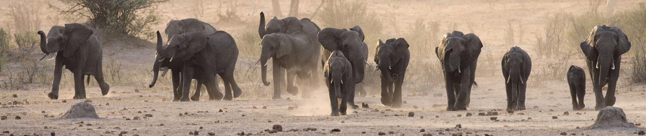 Hwange National Park - this is Zimbabwe's flagship safari destination, home to huge elephant herds and a true sense of the African wilderness.