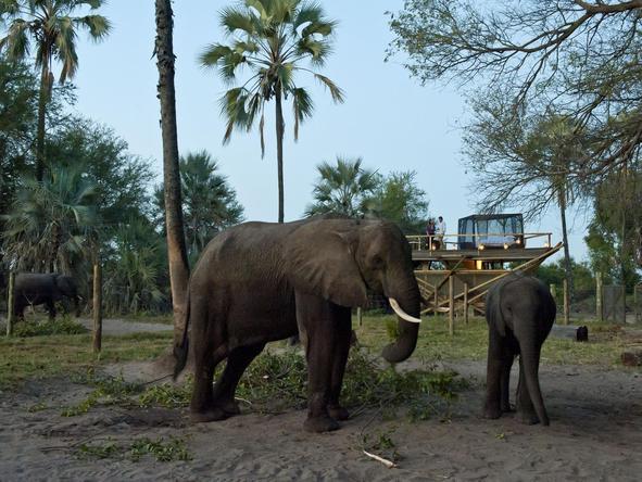 Abu Camp - elephants