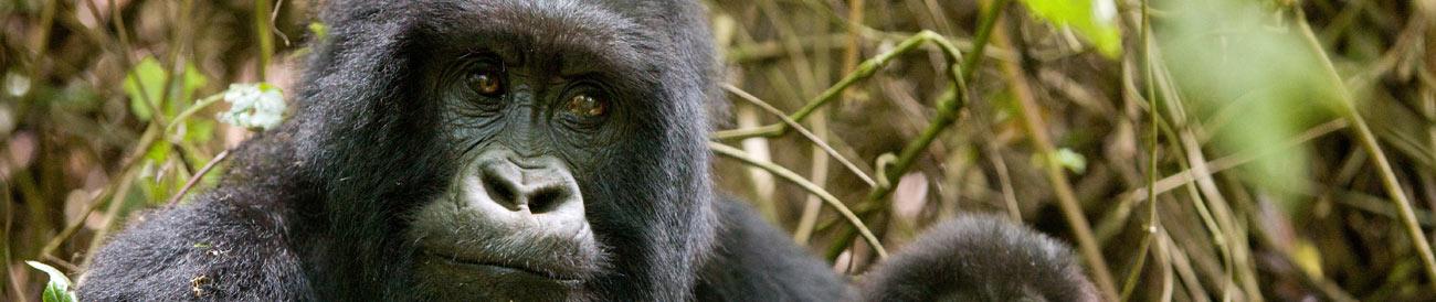 Gorilla Trekking - as one of the most unique wildlife encounters in Africa, a gorilla trek is also one of the most popular - remember to book early to enjoy this once-in-a-lifetime experience.