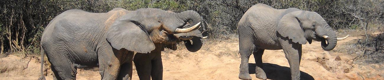 Addo Elephant National Park - this malaria-free park in the Eastern Cape is ideal for families and is home to a large elephant population.