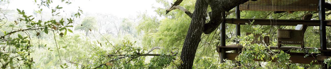 Londolozi Tree Camp